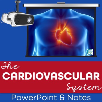 Preview of Cardiovascular System PowerPoint and Notes