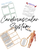 Cardiovascular System Practice Worksheets