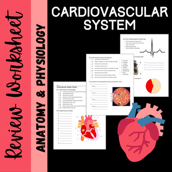 Cardiovascular System Review Worksheet by Biology with Brynn and Jack