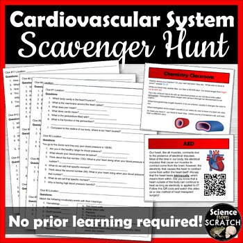 Preview of Cardiovascular System Scavenger Hunt Stations Activity | Anatomy