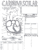 Cardiovascular System Sketch Notes