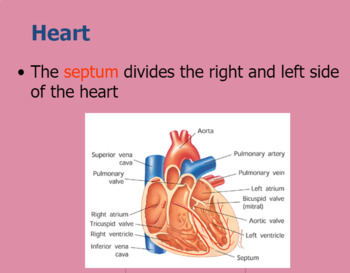Preview of Cardiovascular System Slides presentation, study guide and test