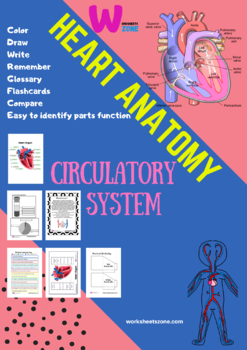 Preview of Cardiovascular System Unit  anatomy read and color and worksheet& notebook  2022