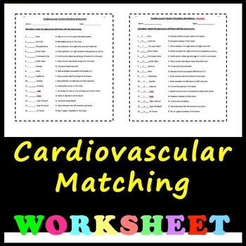 Preview of Cardiovascular Terms - Matching Worksheet with Answers