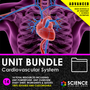 Preview of Cardiovascular or Circulatory System Anatomy Unit