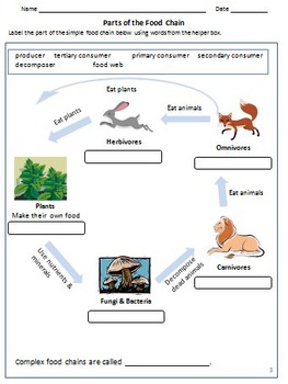 Carnivores, Herbivores & Omnivores , Food Chain & Animal Feeding Habits