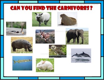Carnivores,Herbivores,Omnivores-Slides,Worksheets-with real images ...