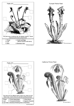 Carnivorous Plant Resources & Worksheets by Homeschooling2e | TPT