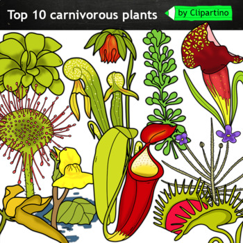 Preview of Carnivorous Plants Clip Art/ Botany Science Clip Art Commercial use