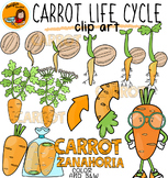 Carrot  life cycle Clip art