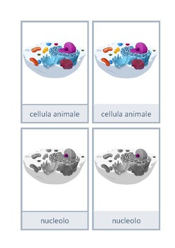 Preview of Carte di nomenclatura: cellula animale, italiano, Montessori