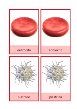 Preview of Carte di nomenclatura: cellule del sangue, italiano, Montessori