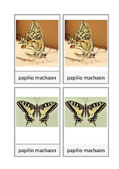 Preview of Carte di nomenclatura: farfalla, papilio machaon, Montessori, italiano