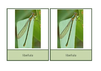 Preview of Carte di nomenclatura: parti del corpo libellula, Montessori, Italiano