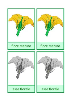 Preview of Carte di nomenclatura: parti del fiore, Montessori, italiano