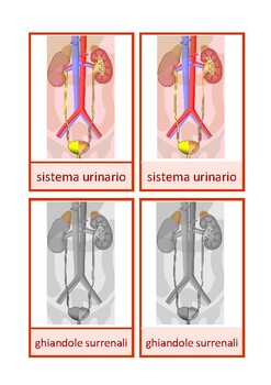 Preview of Carte di nomenclatura: sistema urinario umano Montessori, italiano