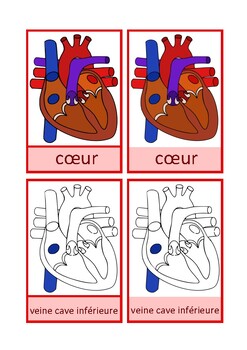 Preview of Cartes de nomenclature : cœur humain, Montessori, français