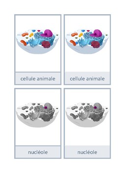 Preview of Cartes de nomenclature : cellule animale, français, Montessori