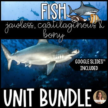 Preview of Cartilaginous and Bony Fish (Marine Fish, Sharks, Skates and Rays) Unit Bundle