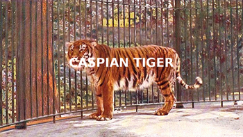 Preview of Caspian Tiger