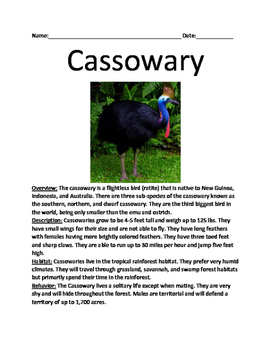 cassowary information