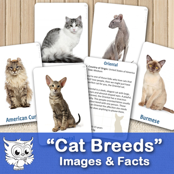 Preview of Cat Breeds. Cards and Facts