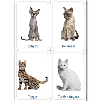 Cat, Breeds & Facts