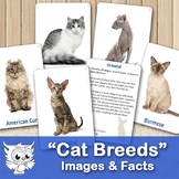 Cat Breeds. Cards and Facts