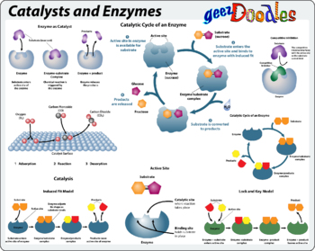 Preview of Catalysts and Enzymes Clipart and Science Diagrams in Color and BW