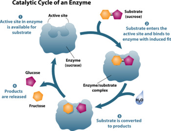 enzymes diagram