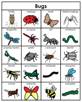 Category/Concept Boards - Bugs by Lauren Erickson | TpT