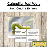 Caterpillar Fast Facts - Montessori Zoology Cards & Pictures