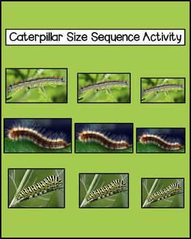 Preview of Caterpillar Size Sequence Activity