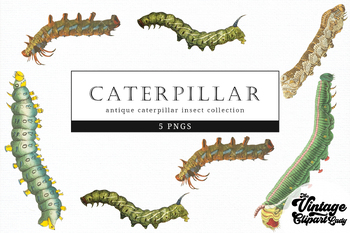 Preview of Caterpillar Vintage Insect illustration Clip Art, Clipart, Fussy Cut, Ephemera