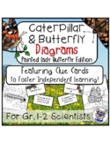 Caterpillar and Butterfly Diagrams: Painted Lady Butterfly