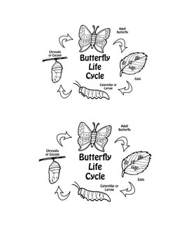 Caterpillar to Butterfly Journal by Amy Harbour | TPT