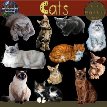 Preview of Cats Clip Art Cat Photo & Artistic Digital Stickers