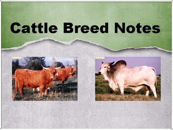 Preview of Cattle Breed Power Point