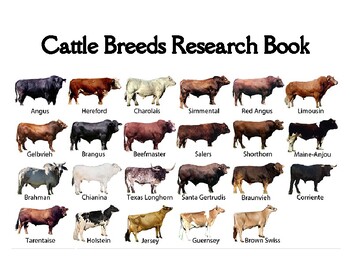 Preview of Cattle Breeds Research Book
