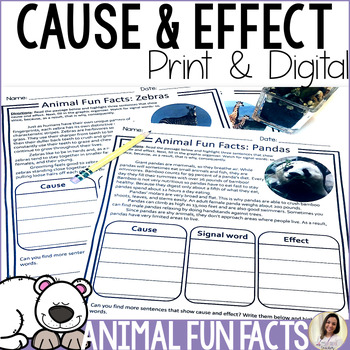 Preview of Cause and Effect Worksheets w Graphic Organizer PDF Google Slides
