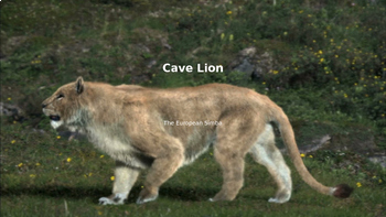 Preview of Cave Lion-Updated new info