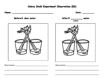 Celery Stalk Experiment Obs... by SPED-tastic | Teachers Pay Teachers