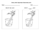 Science Observation Worksheets | Teachers Pay Teachers