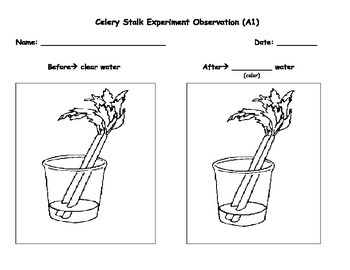 Celery Stalk Experiment Observations Worksheet by SPED-tastic | TpT