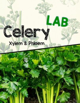 Preview of Celery Xylem/Phloem LAB Activity