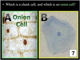 Cell Biology Quiz Game