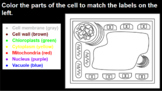 Cell Coloring: The Basics