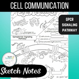 Cell Communication Sketch Notes (Signal Transduction/G Pro