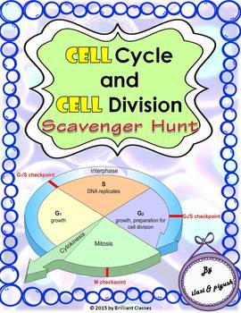 Preview of Cell Cycle & Cell Division Scavenger Hunt:| Printable/Digital Distance Learning