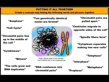 Preview of Cell Cycle Concept Map Activity